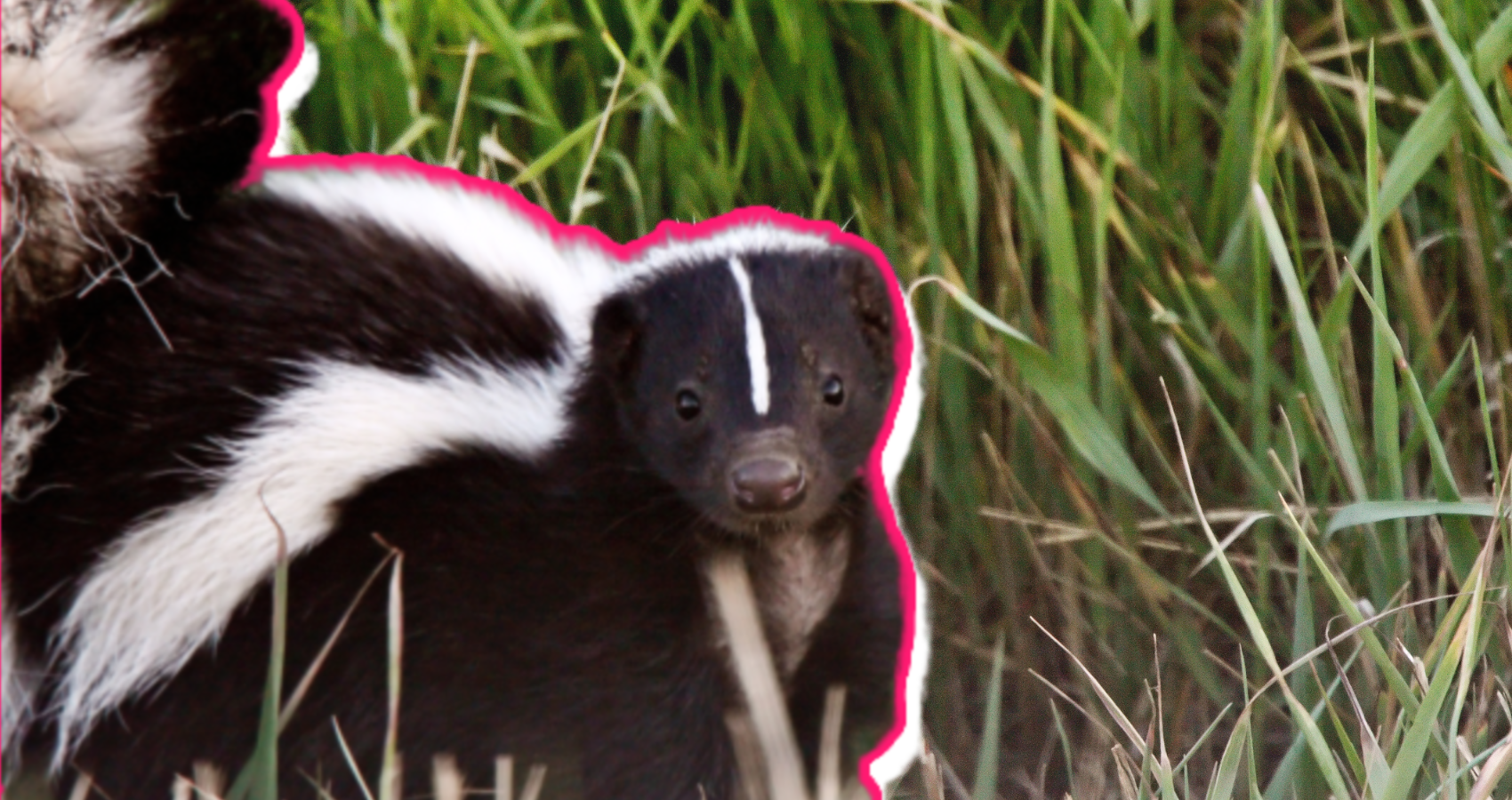 skunk as pet