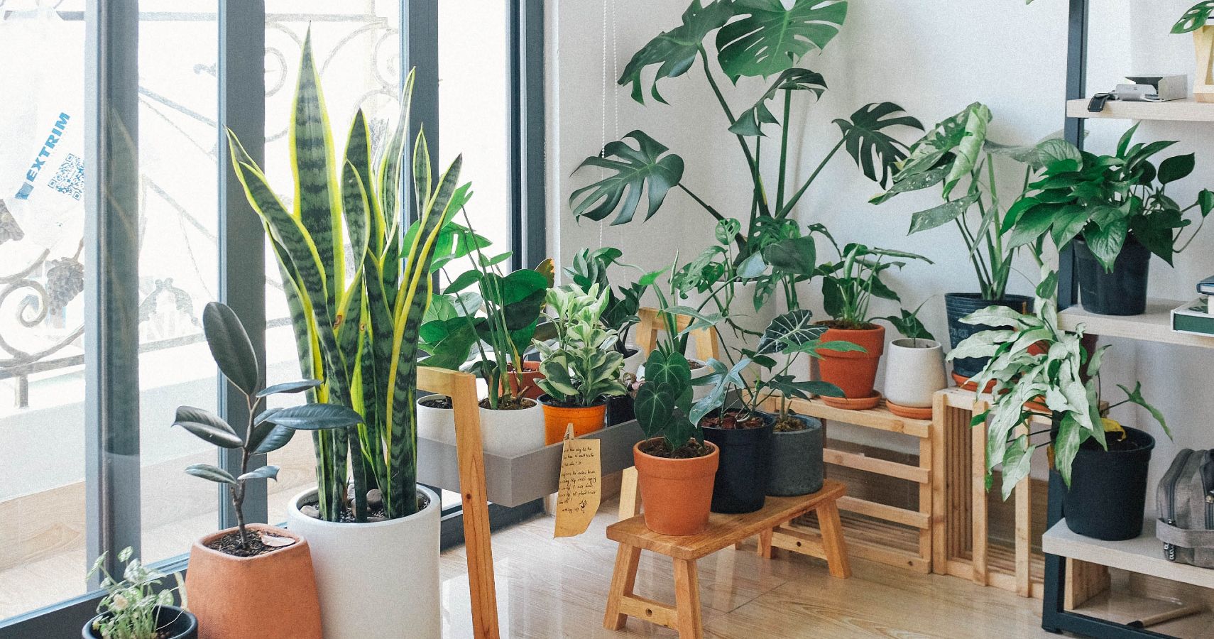 plants improve air quality of home