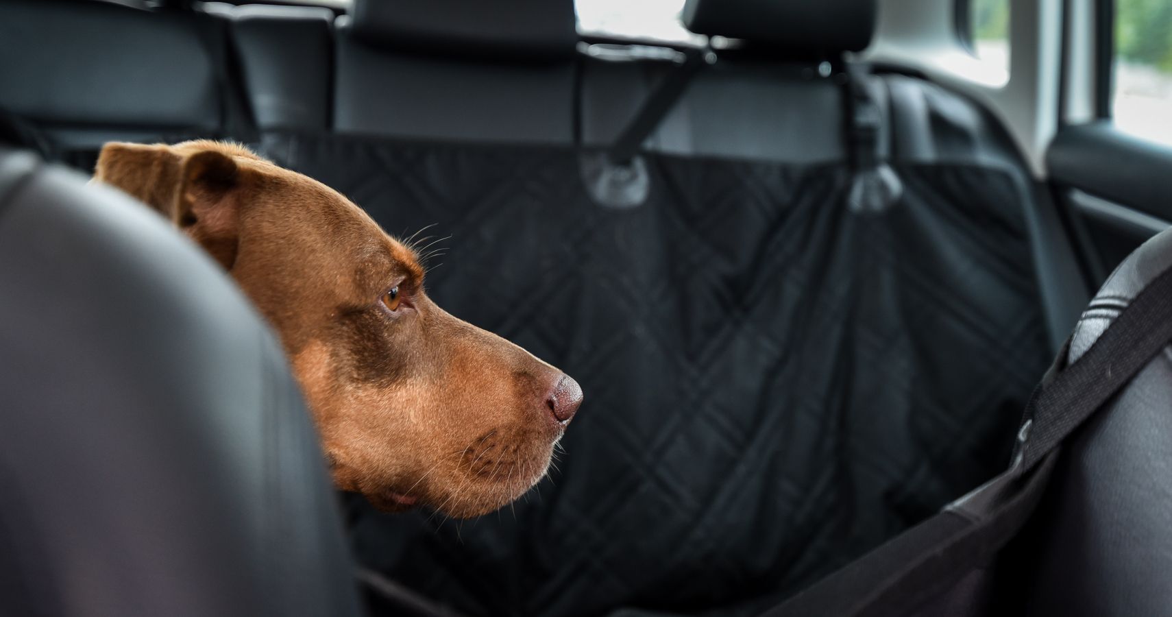 Why You Should Consider Buying A Back Seat Cover For Your Car