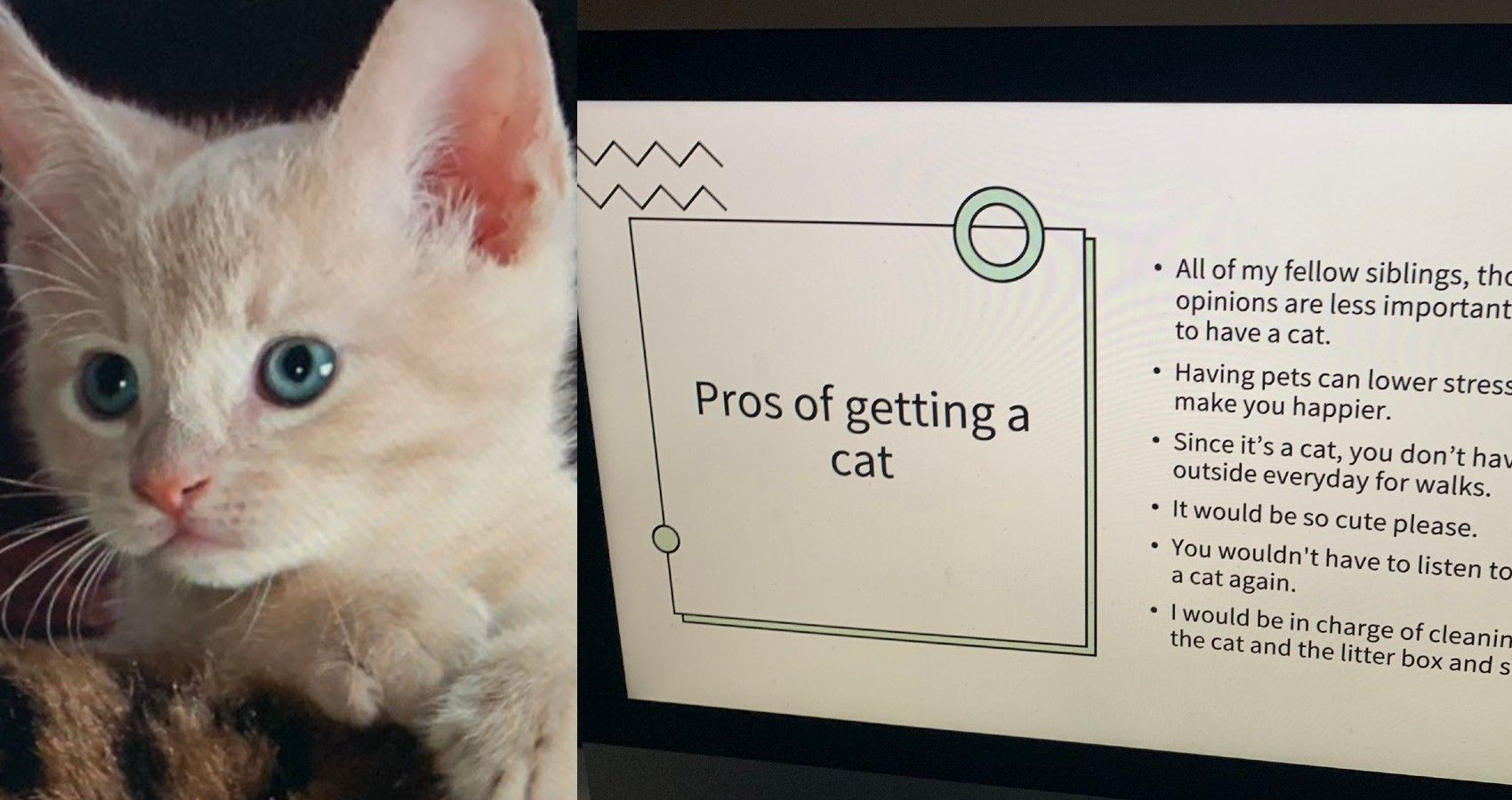 Cat And Powerpoint