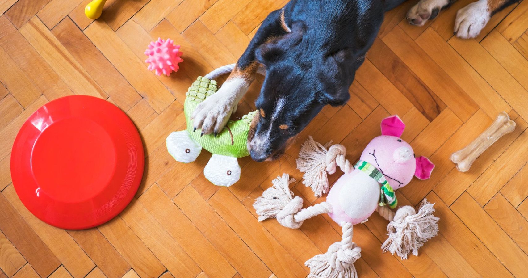 A dog playing with its toys on the floor