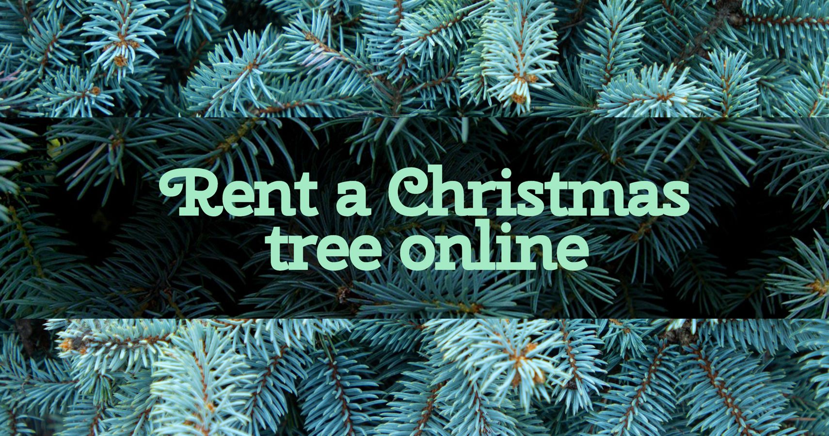 Rent A Live Christmas Tree This Holiday Season