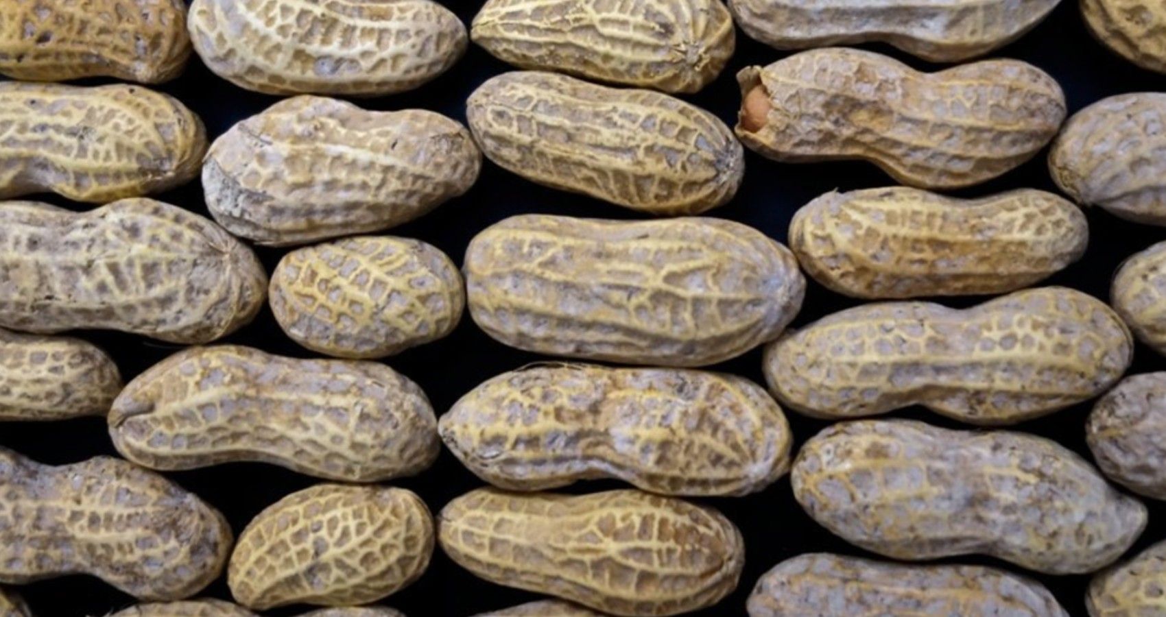 A large collection of shelled peanuts