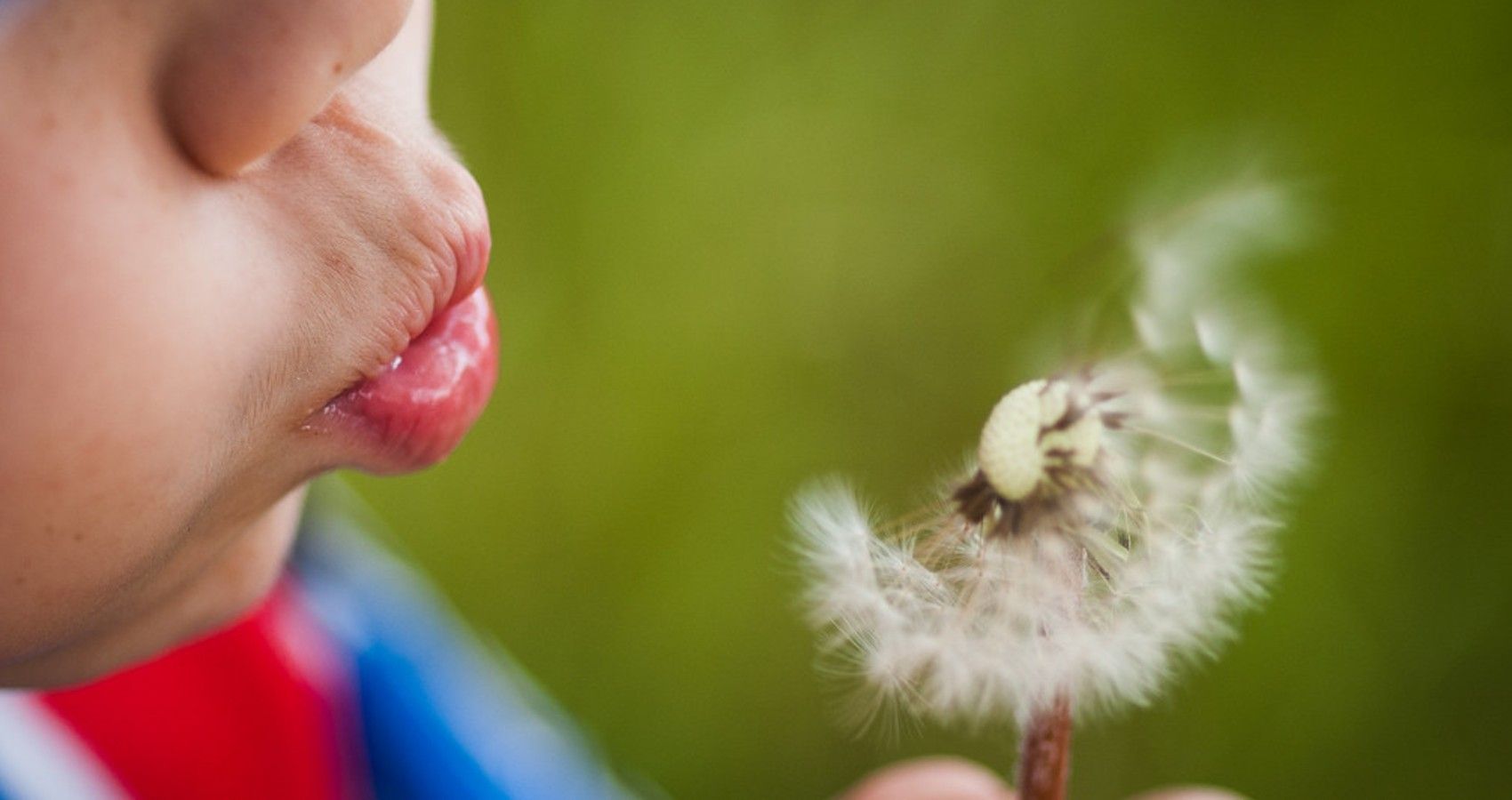 A child making a wish with a dandelion