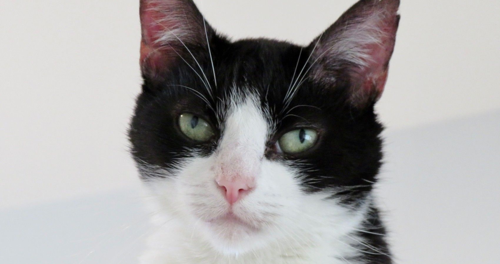 A Black And White Cat Looking At Camera