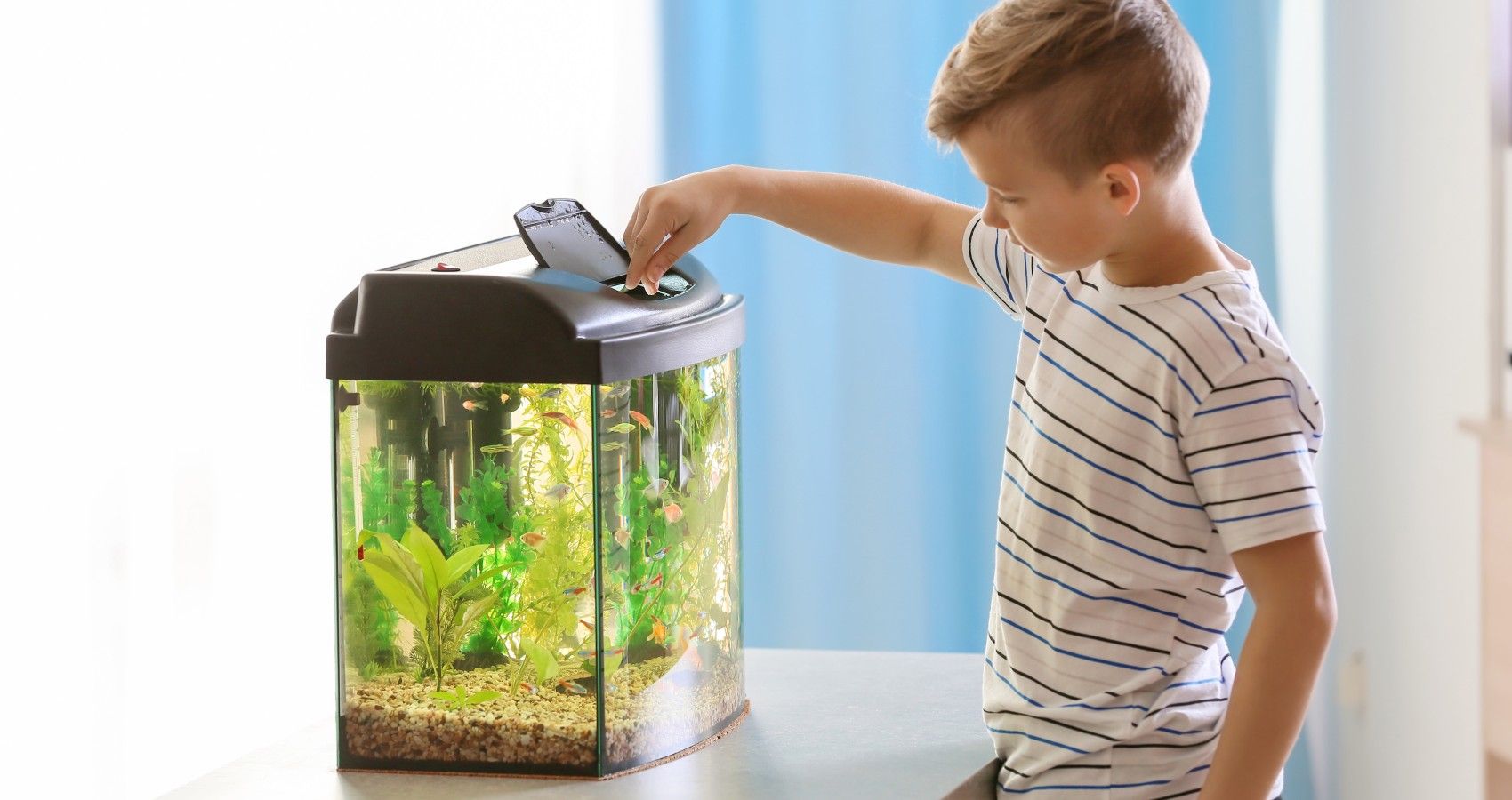 Aquariums Don't Require Much Work For Kids
