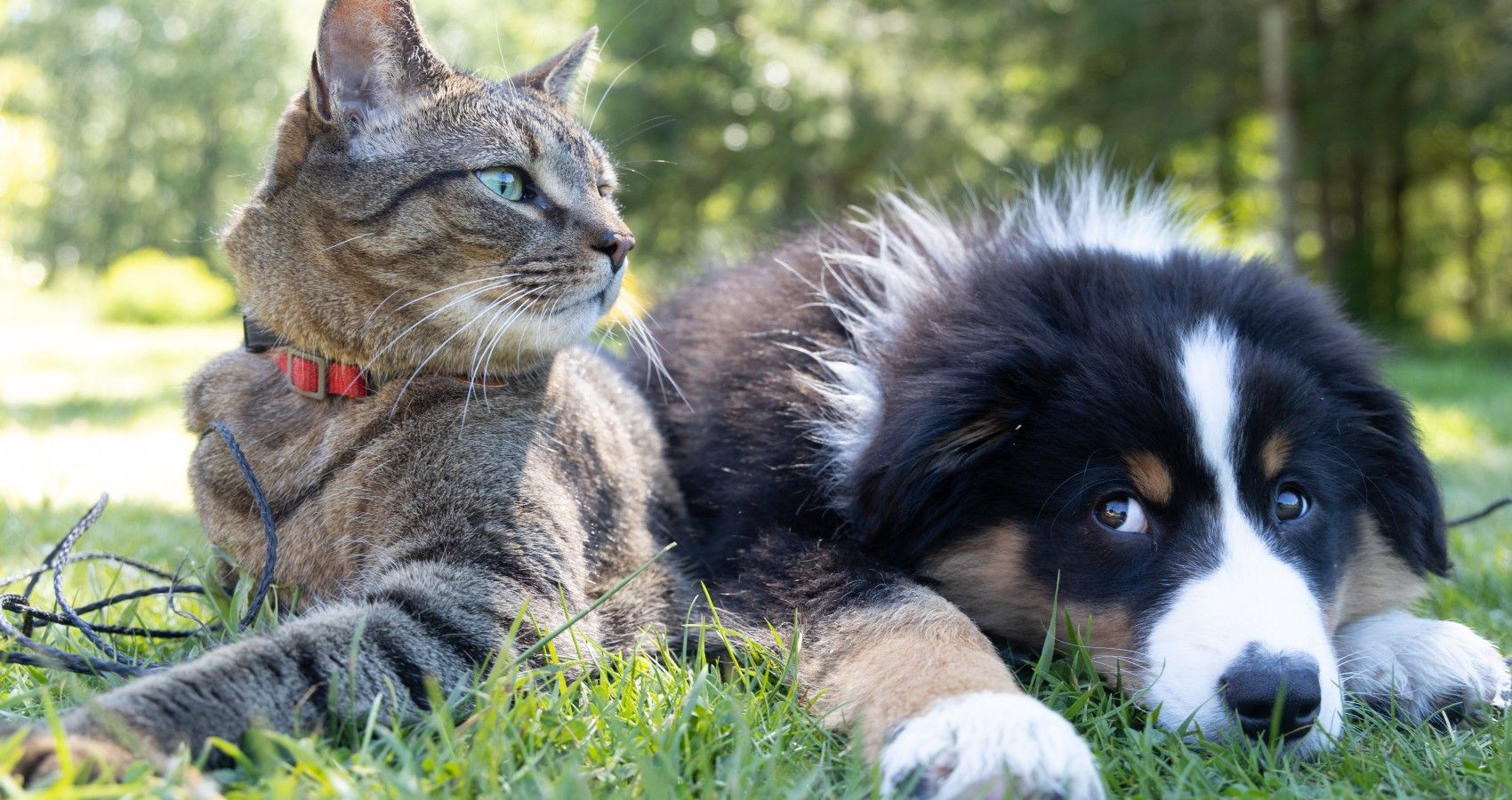 A Dog And Cat Sitting Outside