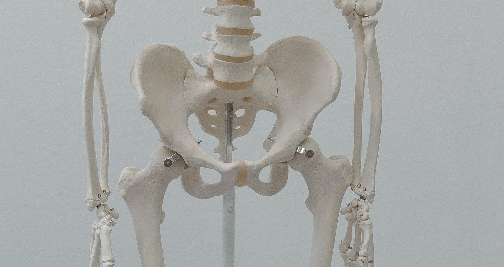 The Hip Bone Section On A Skeleton