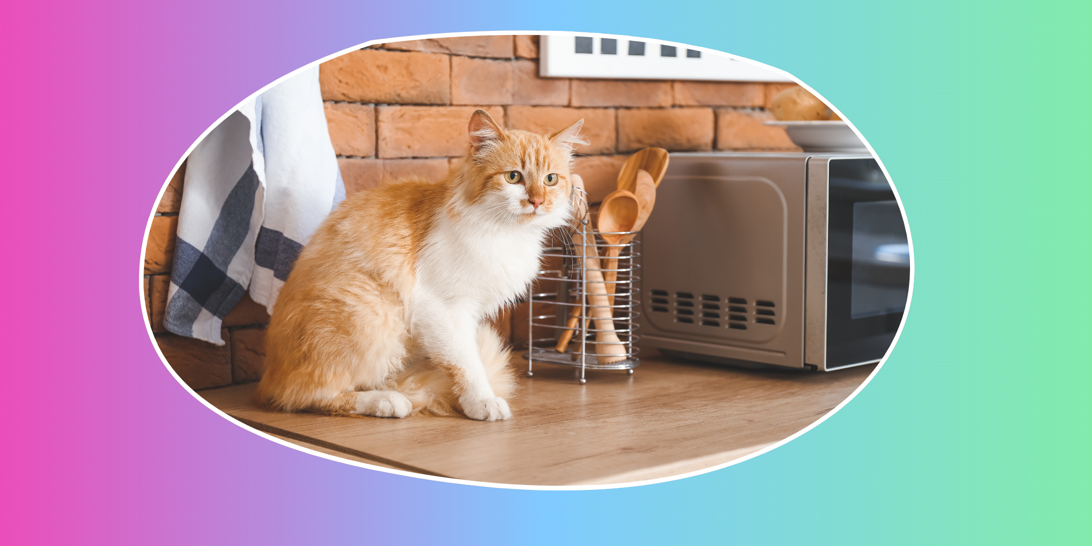 How to Keep Your Cat Off the Kitchen Counters