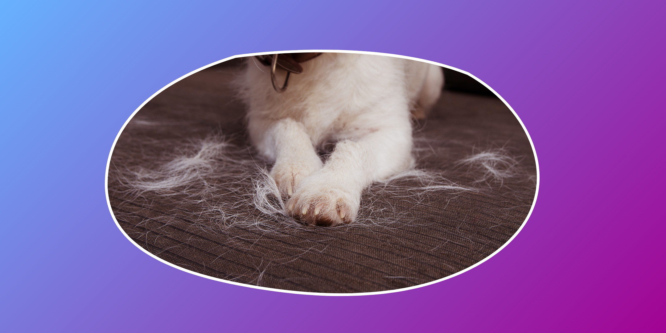 How To Remove Pet Hair From Your Clothes Fast