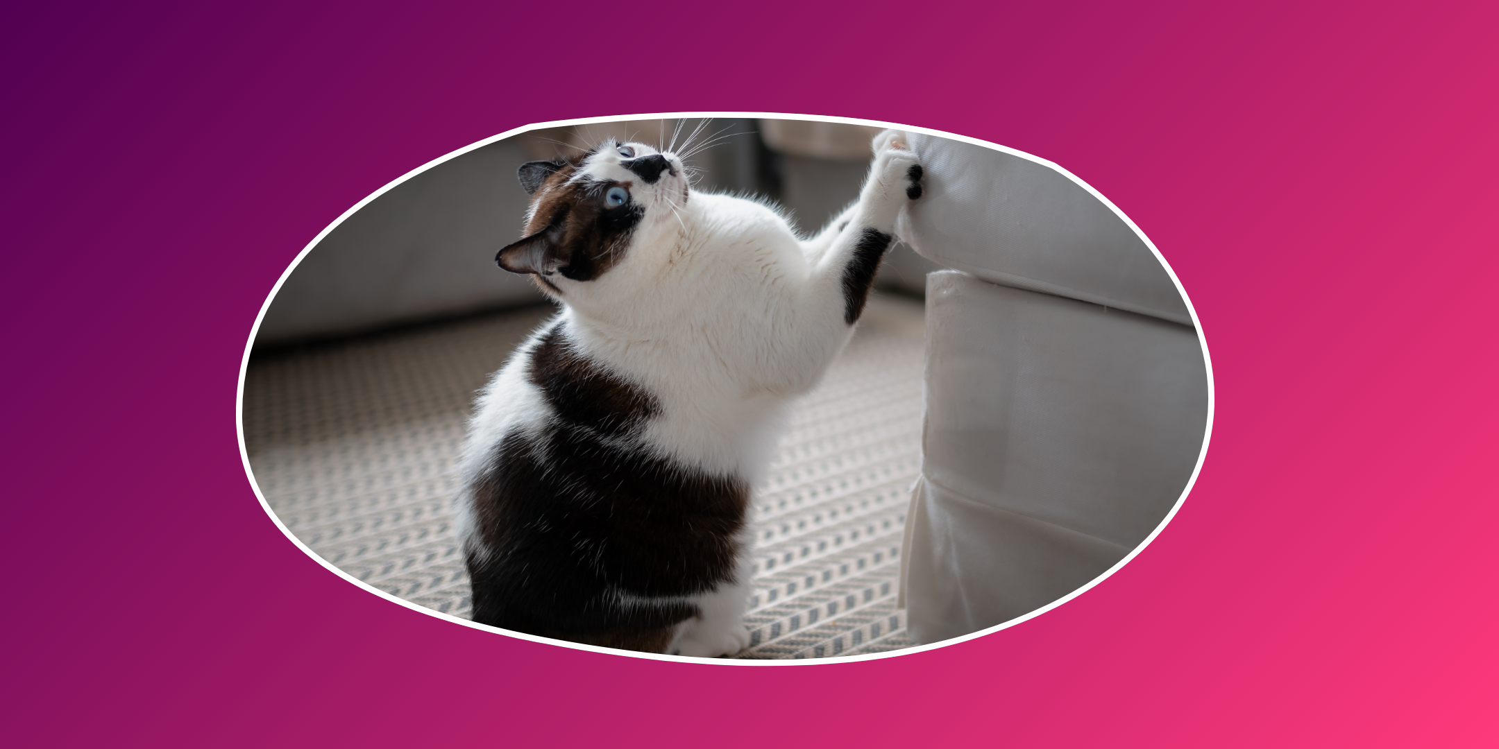 how to get your cat to stop scratching your couch
