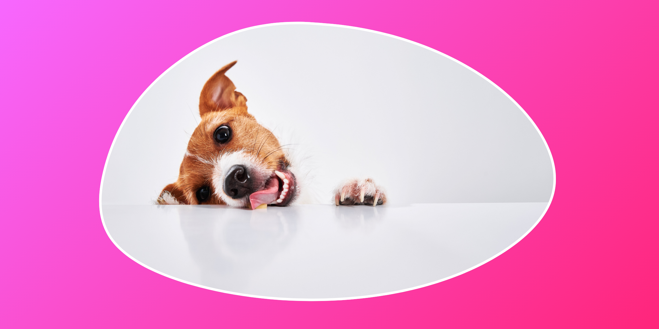 How To Stop Your Pet From Begging At The Table
