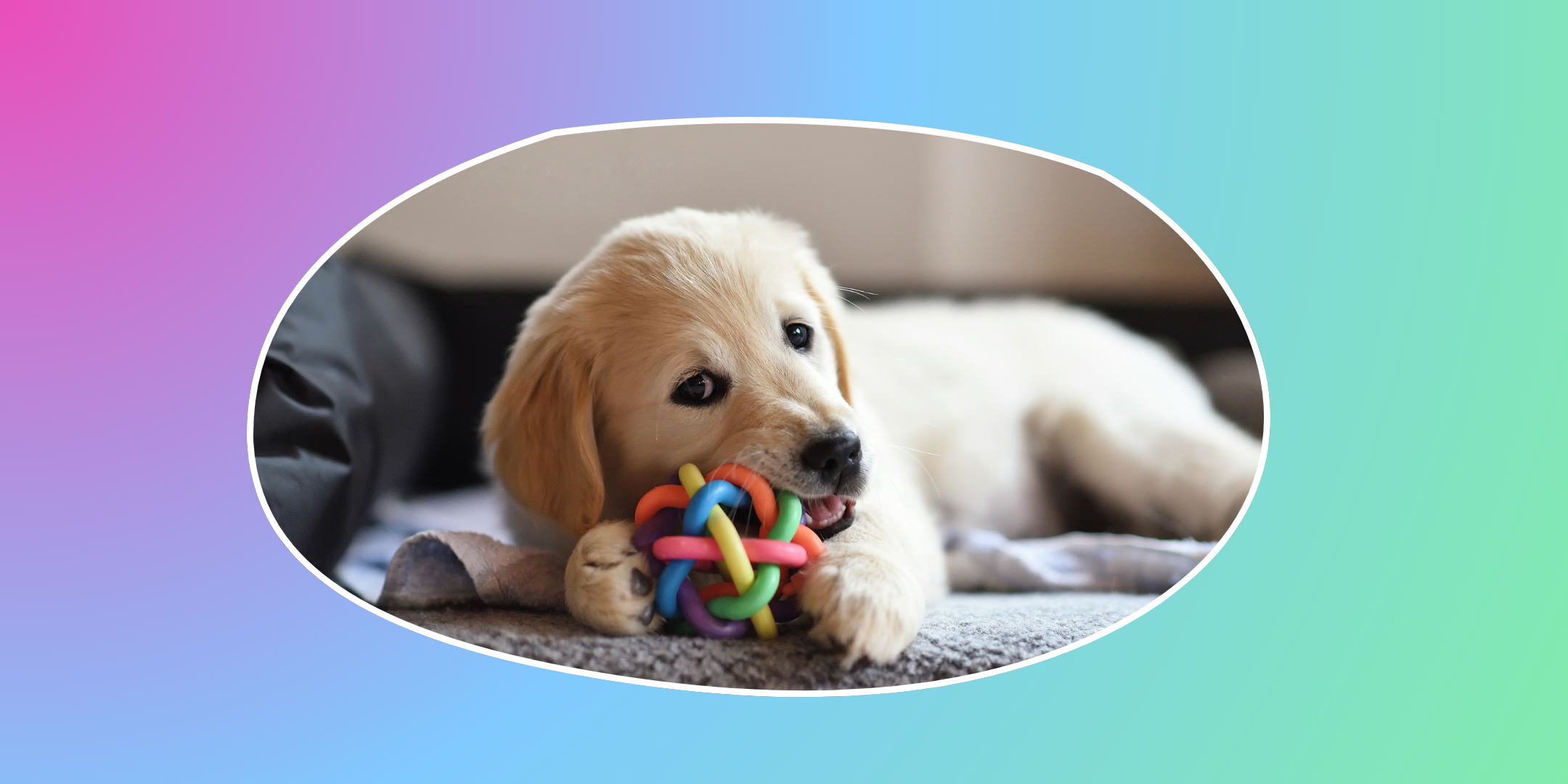 How to Stop Your Puppy from Biting Everything